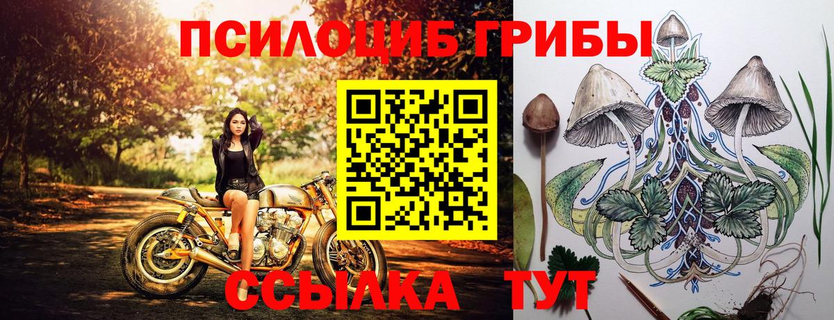 Камышлов  Псилоцибиновые грибы прущие грибы  Вход с VPN  Псилоцибиновые грибы Cubensis 